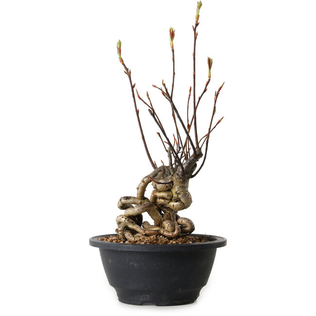 Pourthiaea villosa, 30 cm, ± 8 jaar oud