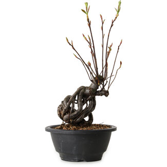 Pourthiaea villosa, 28 cm, ± 8 años de edad