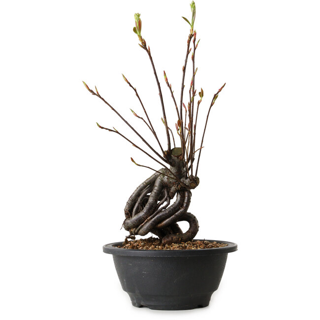 Pourthiaea villosa, 28 cm, ± 8 años de edad