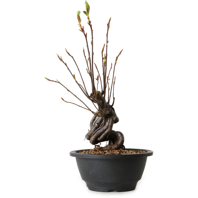 Pourthiaea villosa, 28 cm, ± 8 jaar oud