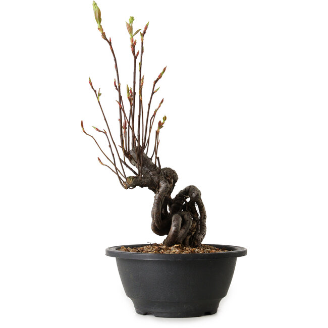 Pourthiaea villosa, 28 cm, ± 8 anni