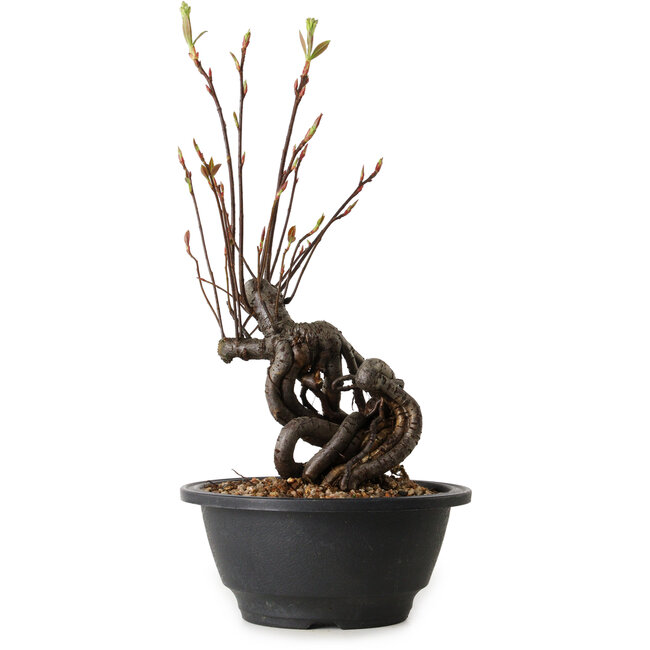 Pourthiaea villosa, 28 cm, ± 8 ans