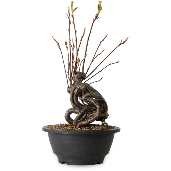 Pourthiaea villosa, 28 cm, ± 8 jaar oud