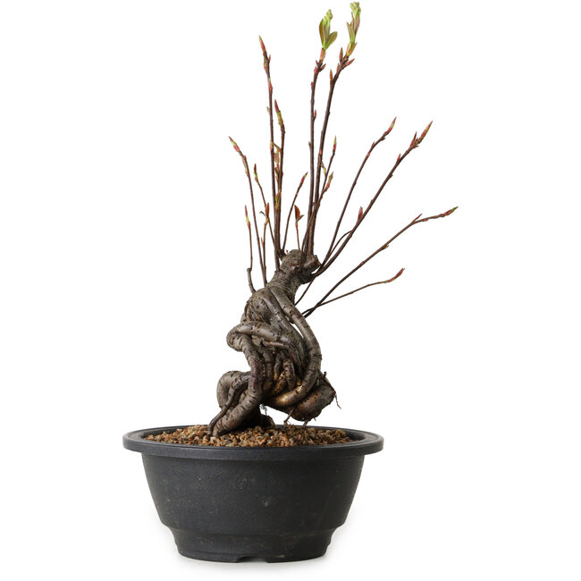 Pourthiaea villosa, 28 cm, ± 8 jaar oud