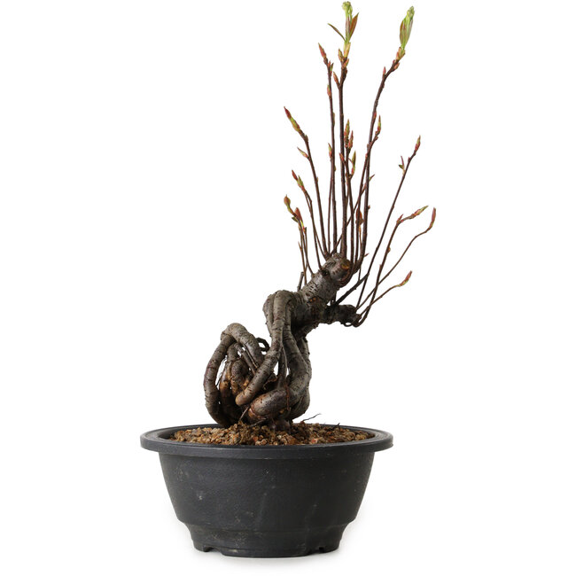 Pourthiaea villosa, 28 cm, ± 8 años de edad