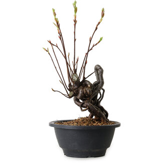 Pourthiaea villosa, 28 cm, ± 8 ans