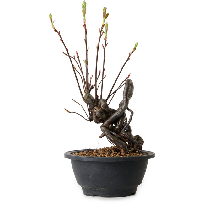 Pourthiaea villosa, 28 cm, ± 8 Jahre alt