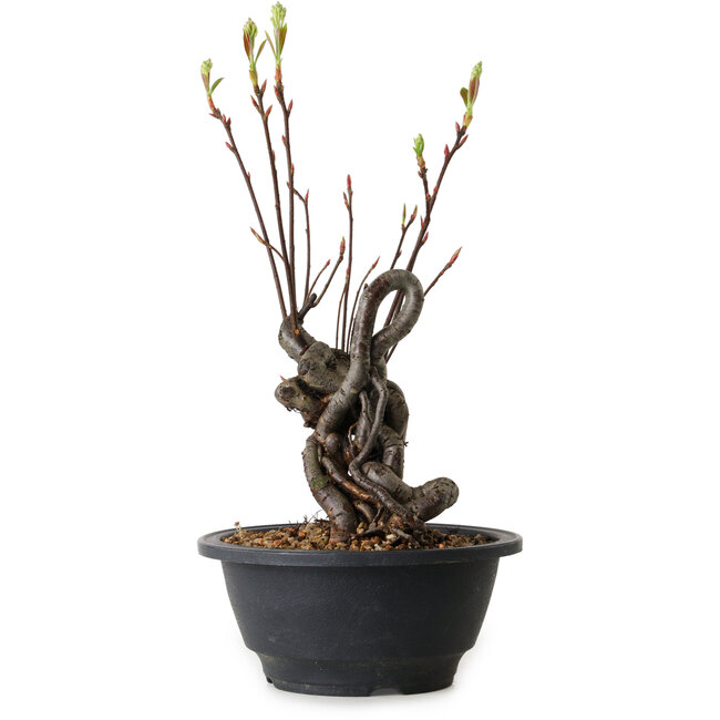 Pourthiaea villosa, 28 cm, ± 8 years old