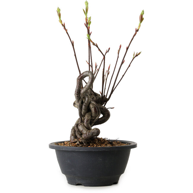 Pourthiaea villosa, 28 cm, ± 8 jaar oud