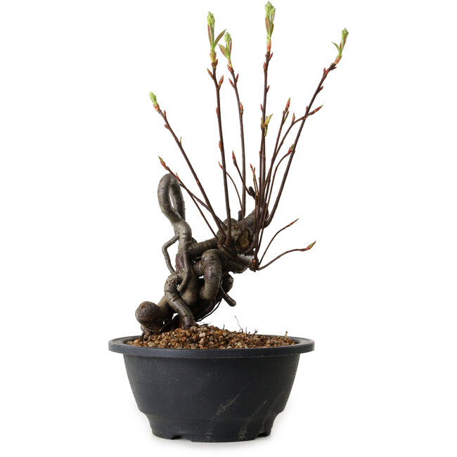 Pourthiaea villosa, 28 cm, ± 8 años de edad