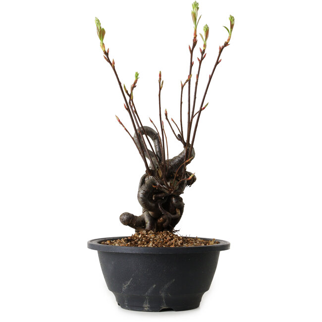 Pourthiaea villosa, 28 cm, ± 8 años de edad