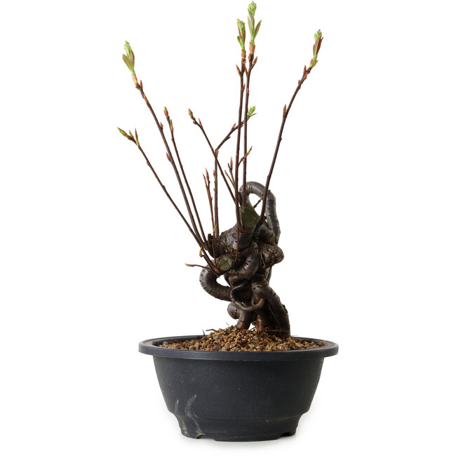 Pourthiaea villosa, 28 cm, ± 8 años de edad