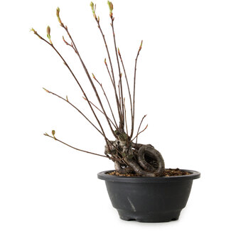 Pourthiaea villosa, 26 cm, ± 8 jaar oud