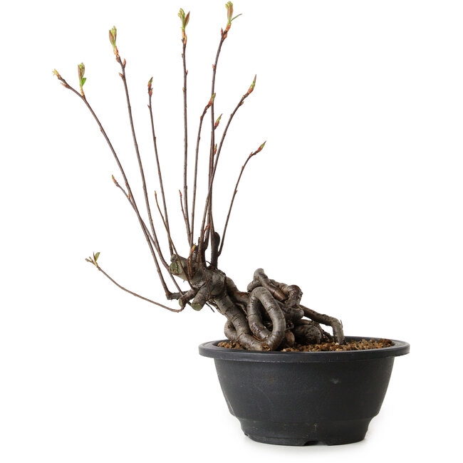 Pourthiaea villosa, 26 cm, ± 8 anni