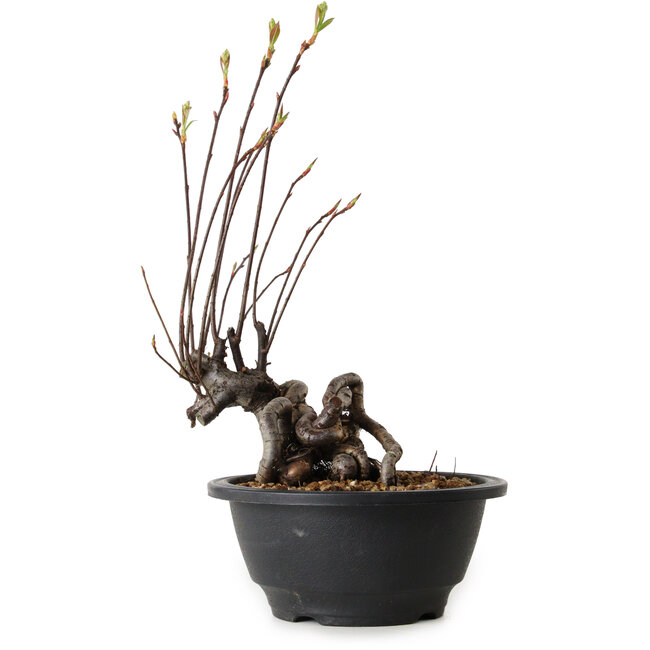 Pourthiaea villosa, 26 cm, ± 8 years old