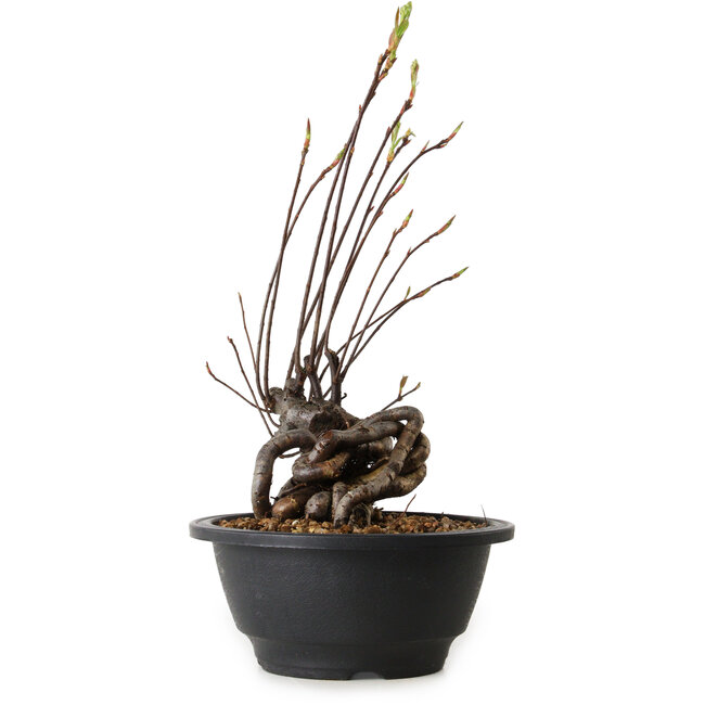 Pourthiaea villosa, 26 cm, ± 8 Jahre alt