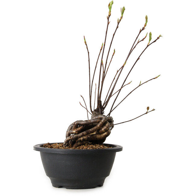 Pourthiaea villosa, 26 cm, ± 8 ans