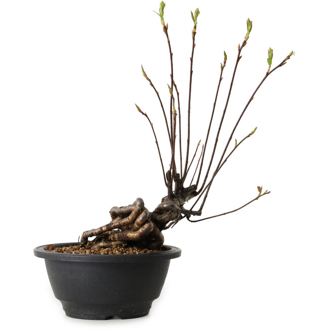 Pourthiaea villosa, 26 cm, ± 8 Jahre alt