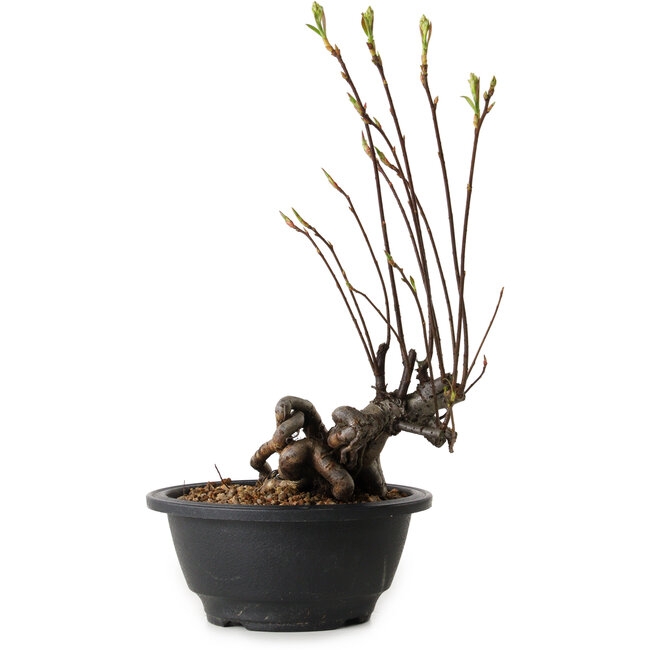 Pourthiaea villosa, 26 cm, ± 8 years old