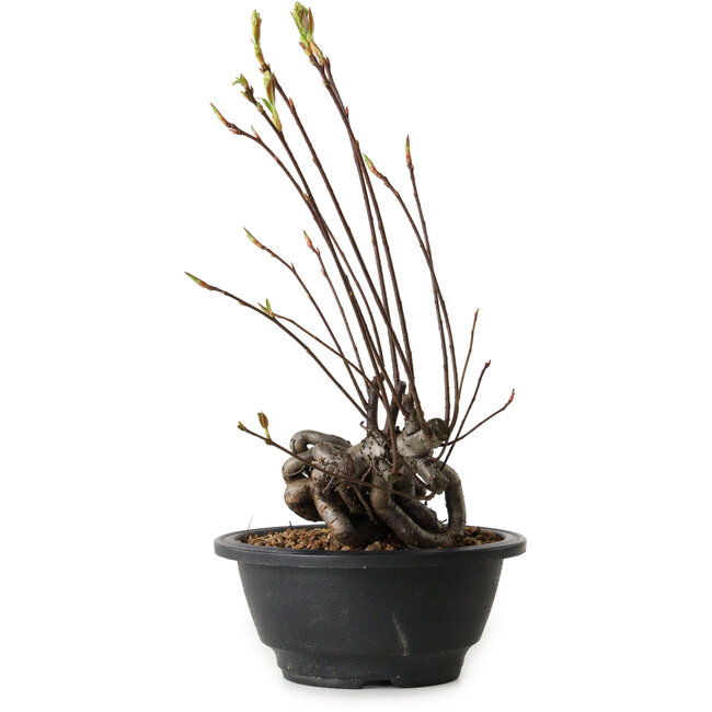 Pourthiaea villosa, 26 cm, ± 8 anni