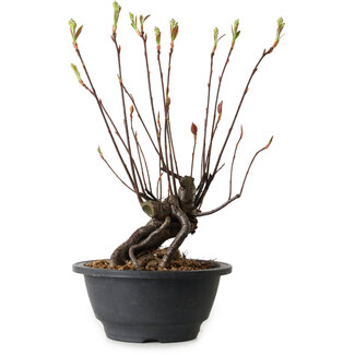 Pourthiaea villosa, 28 cm, ± 8 jaar oud