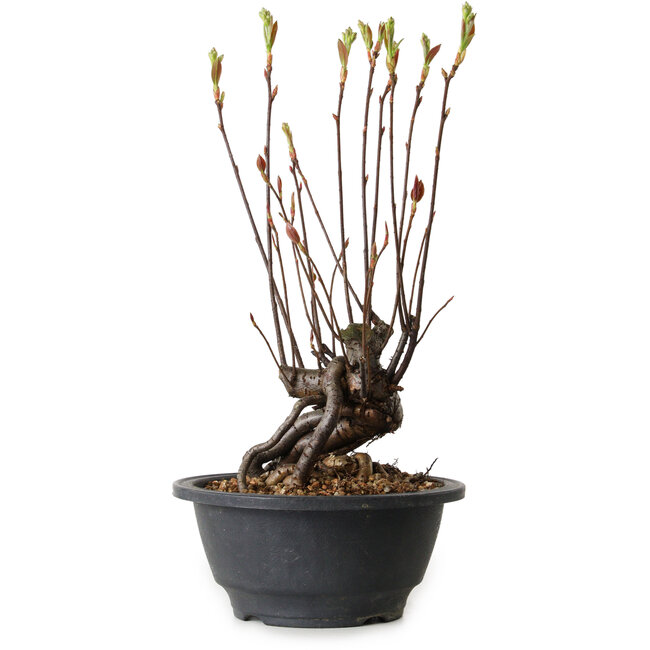 Pourthiaea villosa, 28 cm, ± 8 years old