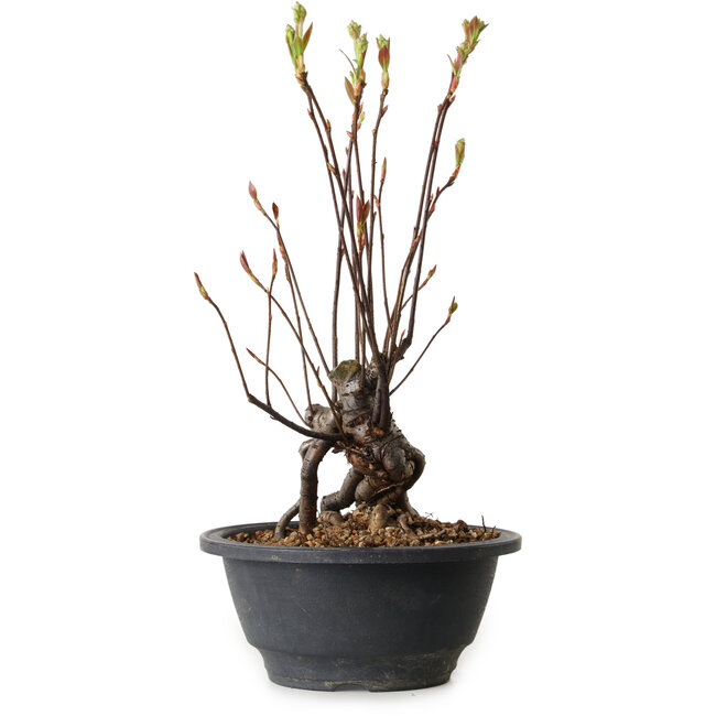 Pourthiaea villosa, 28 cm, ± 8 Jahre alt