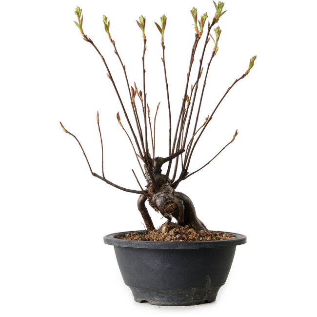 Pourthiaea villosa, 28 cm, ± 8 Jahre alt