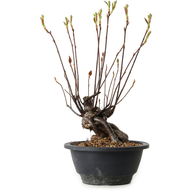 Pourthiaea villosa, 28 cm, ± 8 jaar oud