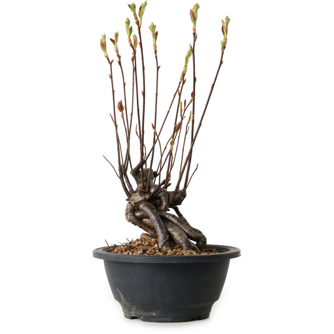 Pourthiaea villosa, 28 cm, ± 8 años de edad