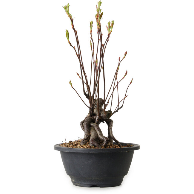 Pourthiaea villosa, 28 cm, ± 8 años de edad