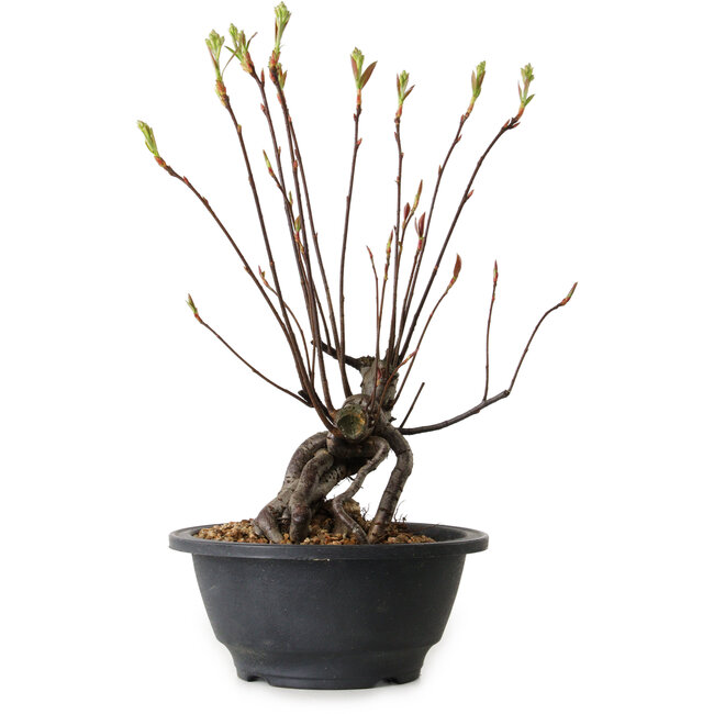 Pourthiaea villosa, 28 cm, ± 8 years old