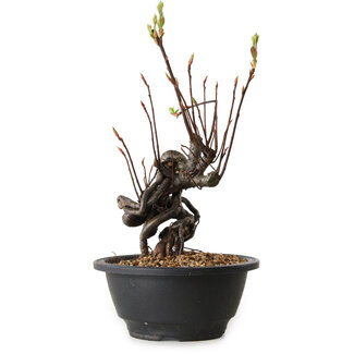 Pourthiaea villosa, 25 cm, ± 8 years old