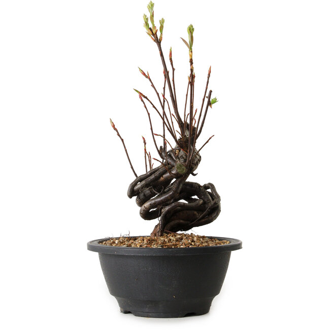 Pourthiaea villosa, 25 cm, ± 8 ans