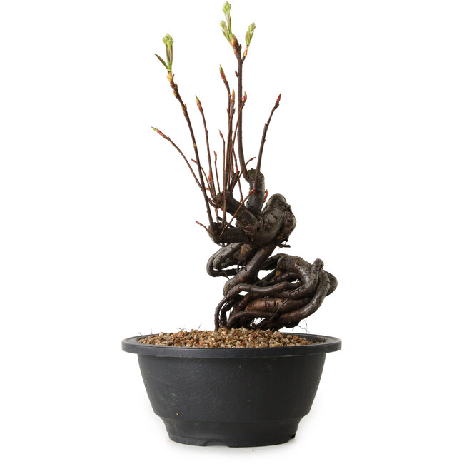 Pourthiaea villosa, 25 cm, ± 8 jaar oud