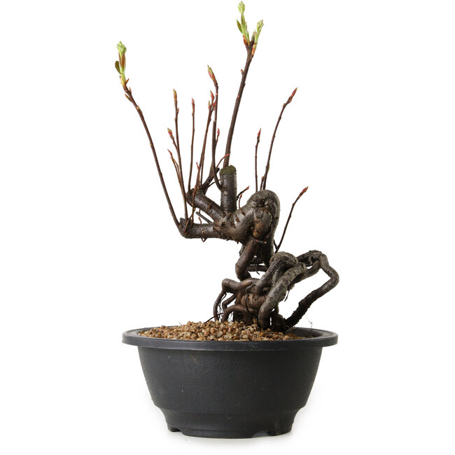 Pourthiaea villosa, 25 cm, ± 8 años de edad