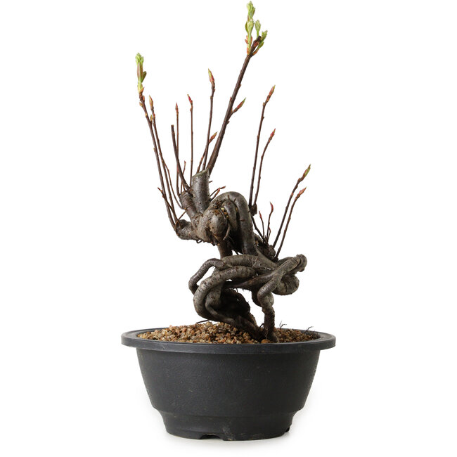 Pourthiaea villosa, 25 cm, ± 8 años de edad