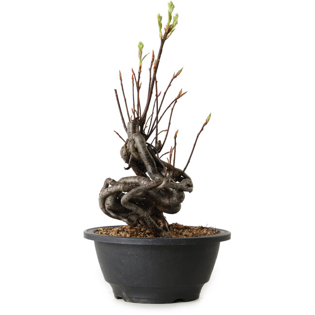 Pourthiaea villosa, 25 cm, ± 8 años de edad