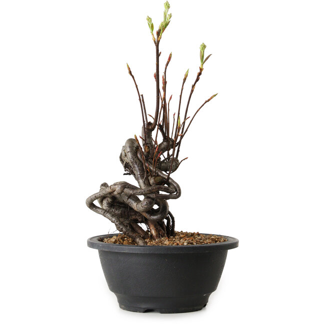 Pourthiaea villosa, 25 cm, ± 8 Jahre alt