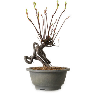 Pourthiaea villosa, 26 cm, ± 8 años de edad