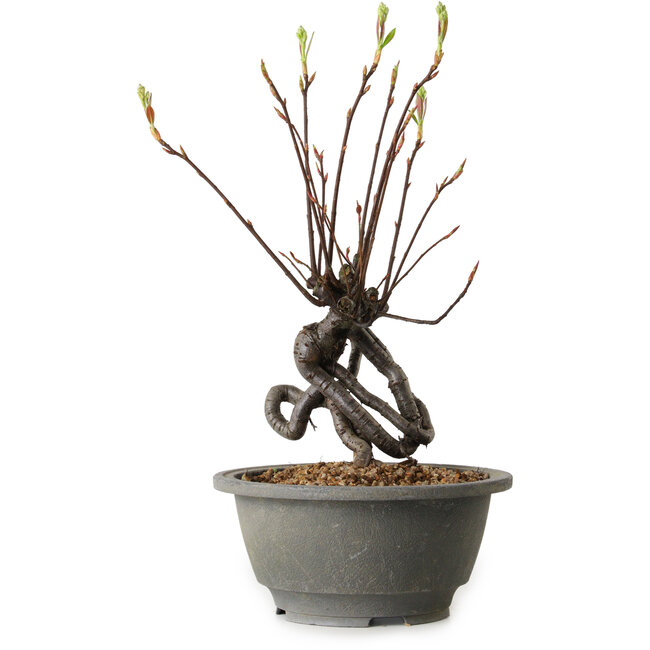 Pourthiaea villosa, 26 cm, ± 8 Jahre alt