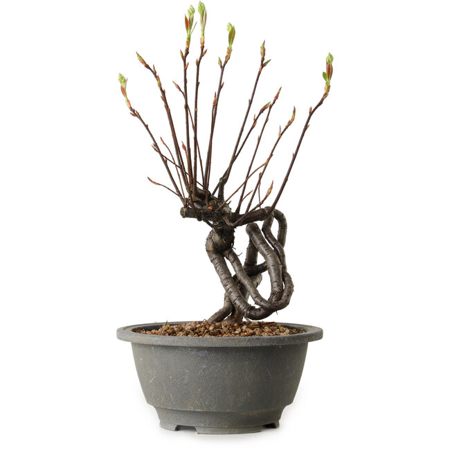 Pourthiaea villosa, 26 cm, ± 8 jaar oud