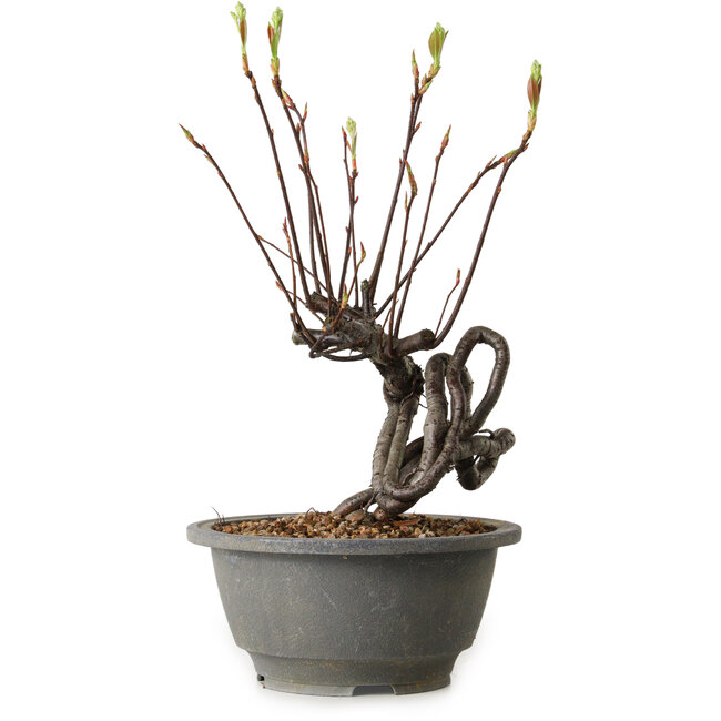 Pourthiaea villosa, 26 cm, ± 8 anni