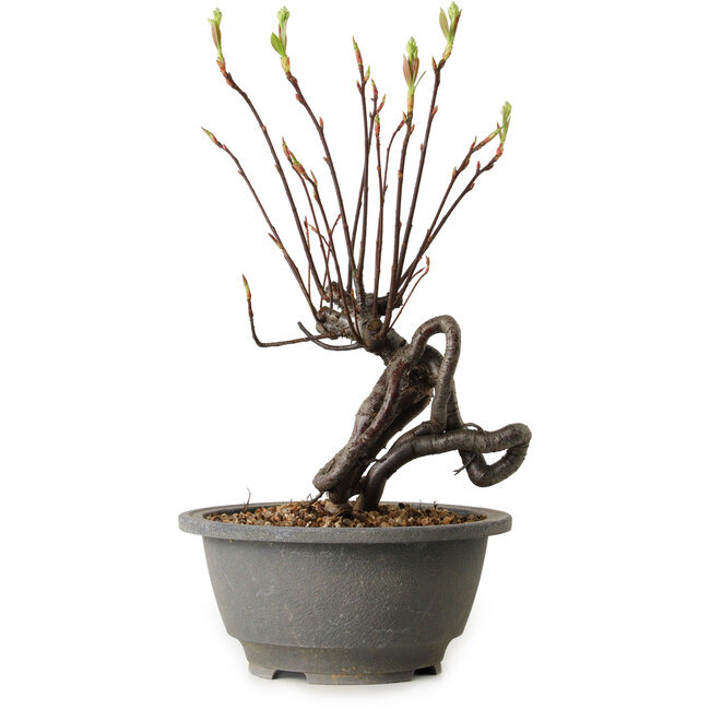 Pourthiaea villosa, 26 cm, ± 8 años de edad