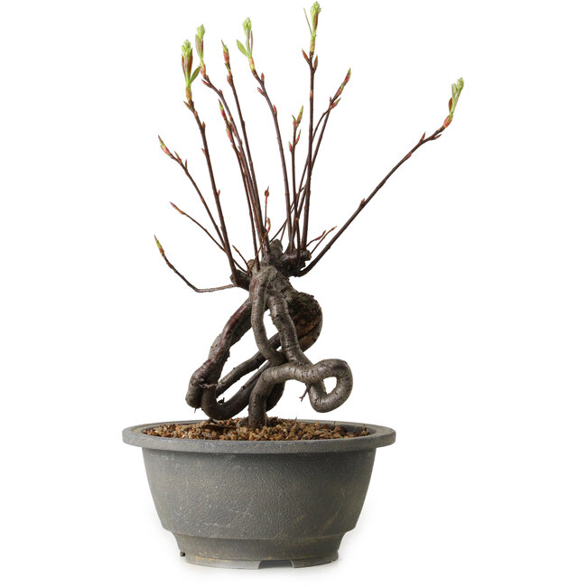 Pourthiaea villosa, 26 cm, ± 8 Jahre alt