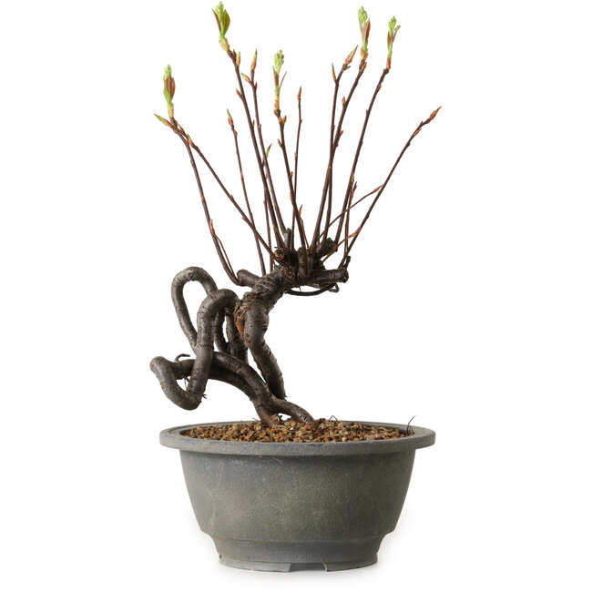 Pourthiaea villosa, 26 cm, ± 8 anni