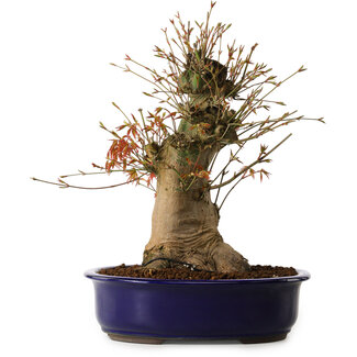 Acer palmatum, 34 cm, ± 15 años de edad