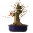 Acer palmatum, 34 cm, ± 15 jaar oud