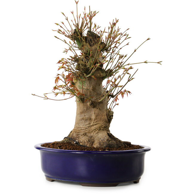 Acer palmatum, 34 cm, ± 15 ans