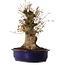 Acer palmatum, 34 cm, ± 15 Jahre alt